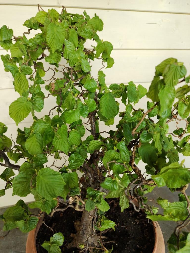 Corylus avellana contorta, Tuin en Terras, Ophalen