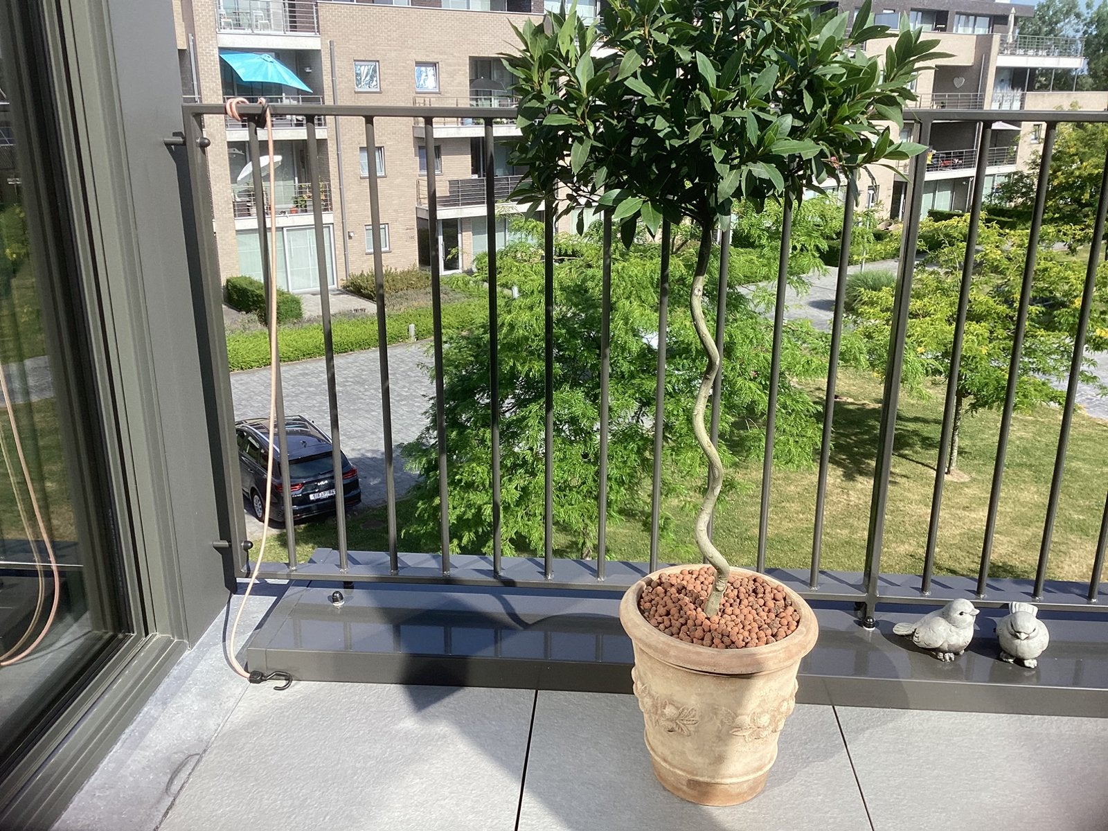 Laurier, En pot, 100 à 250 cm, Autres espèces, Enlèvement