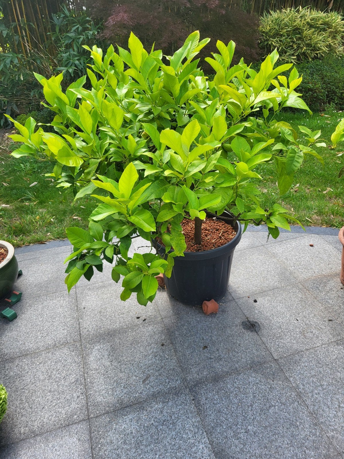 citroenboom, Tuin en Terras, Ophalen
