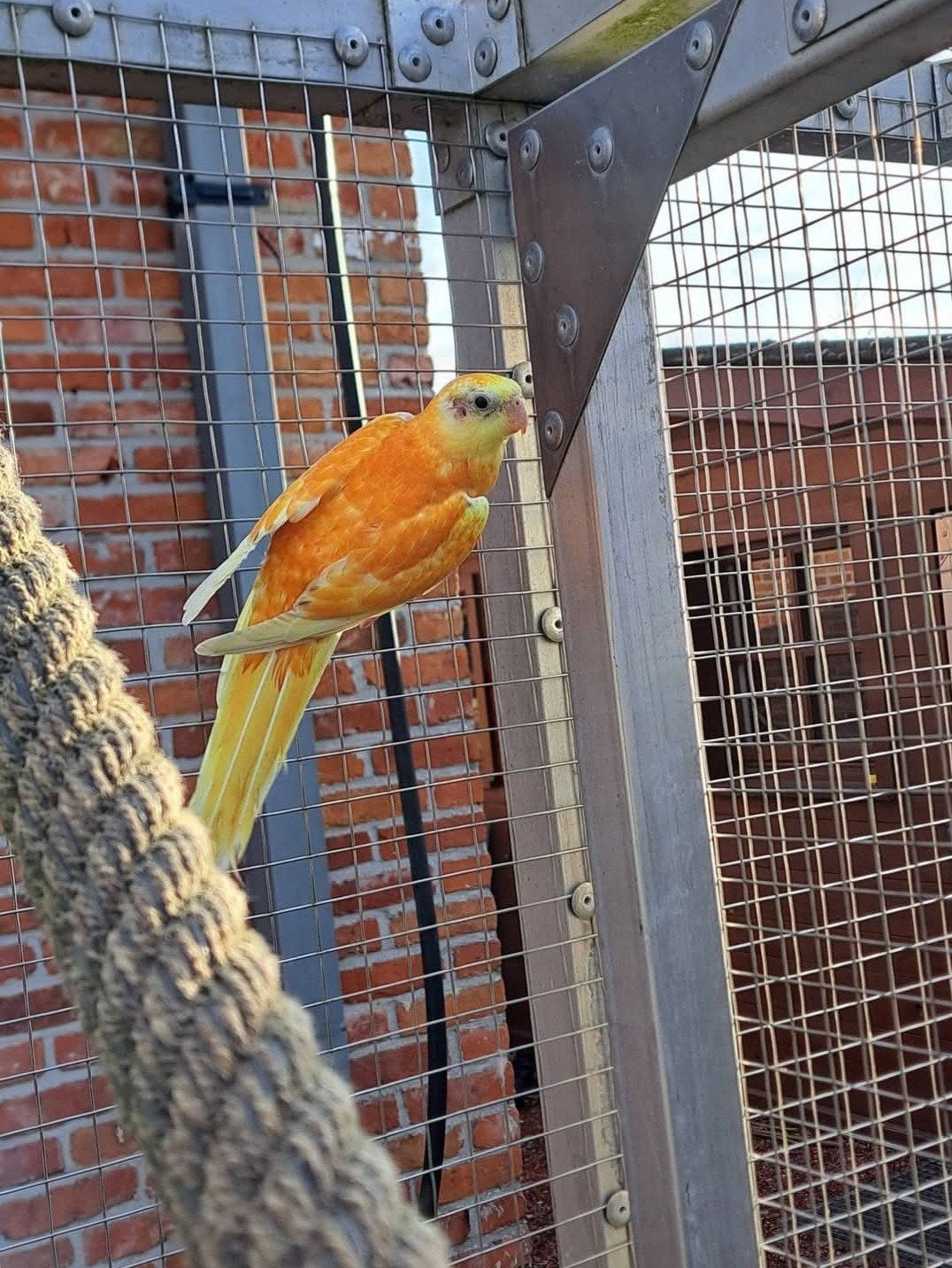 Roodrugparkiet, roodrug man 2025, Dieren en Toebehoren, Mannelijk, Parkiet, Geringd