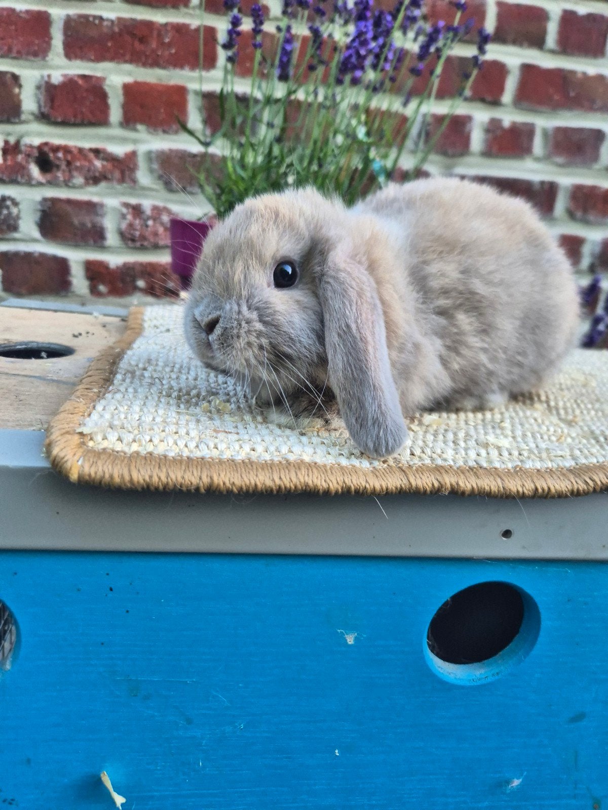 Nederlandse hangoordwerg ram, Animaux & Accessoires, Lapins