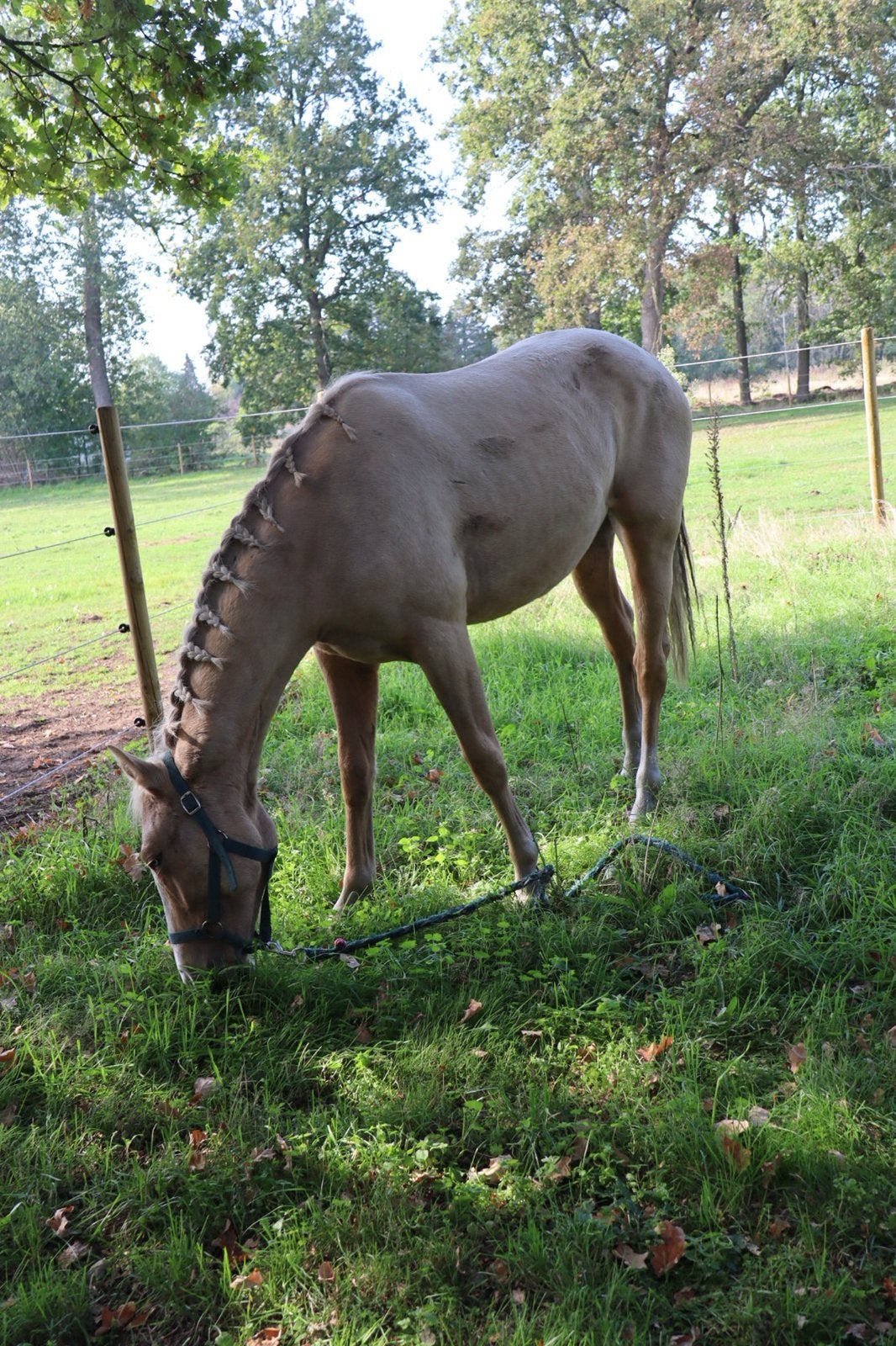 Prachtig Palomino merrie, Dieren en Toebehoren, Merrie, M