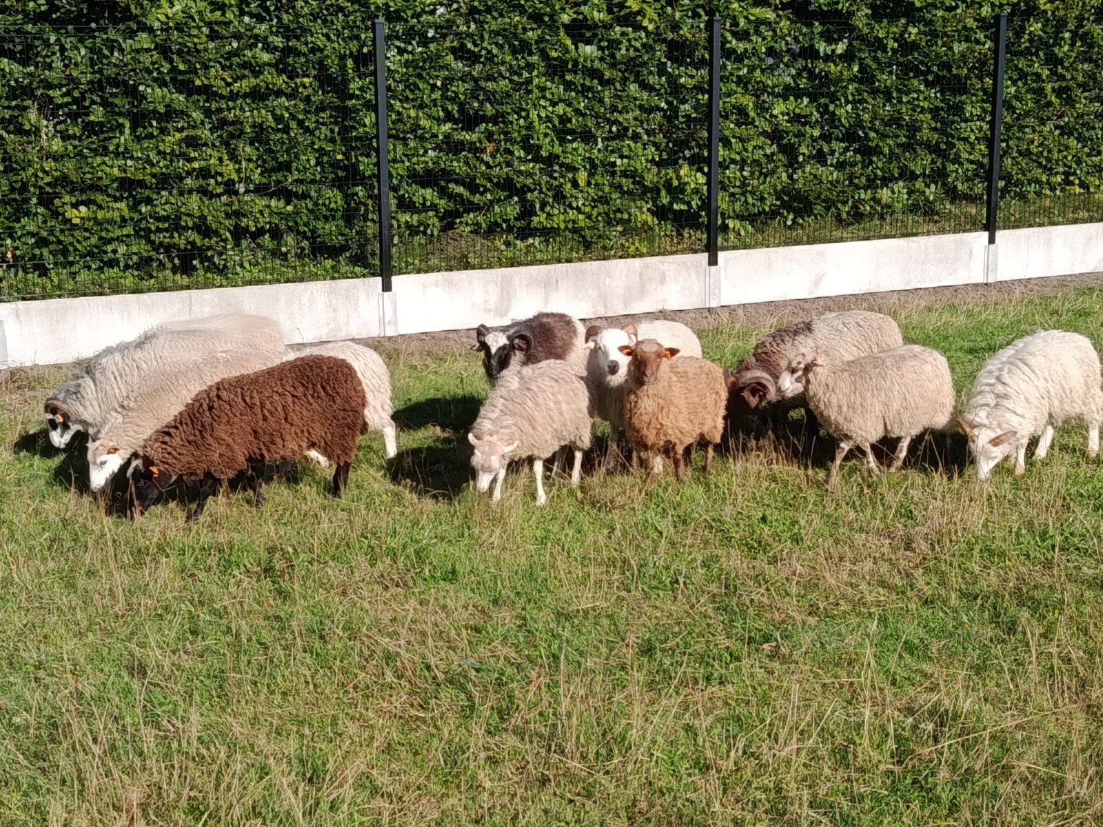 skudde ooitjes, Animaux & Accessoires, Moutons, Chèvres & Cochons