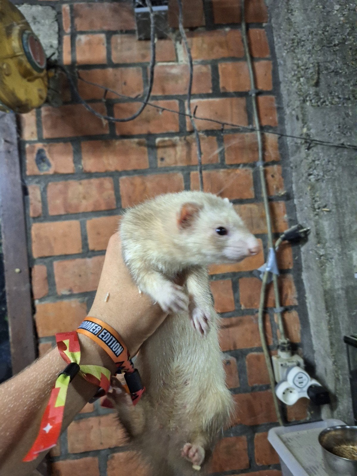 Fret moertje van 2025, handtam, Dieren en Toebehoren, April