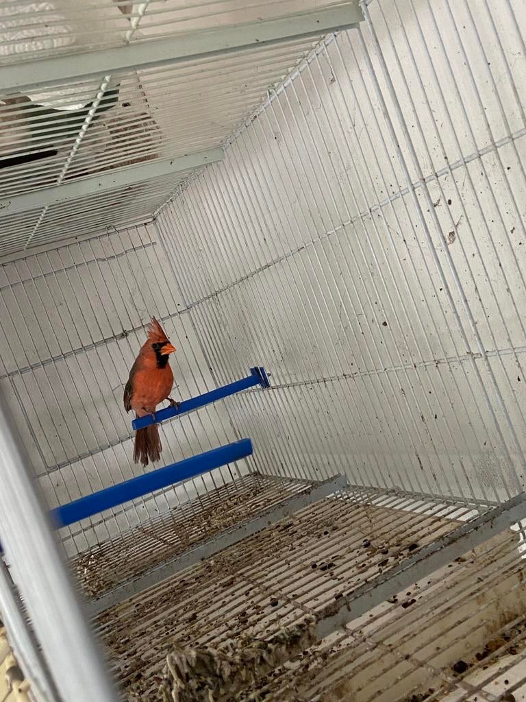Kardinaal man 2025