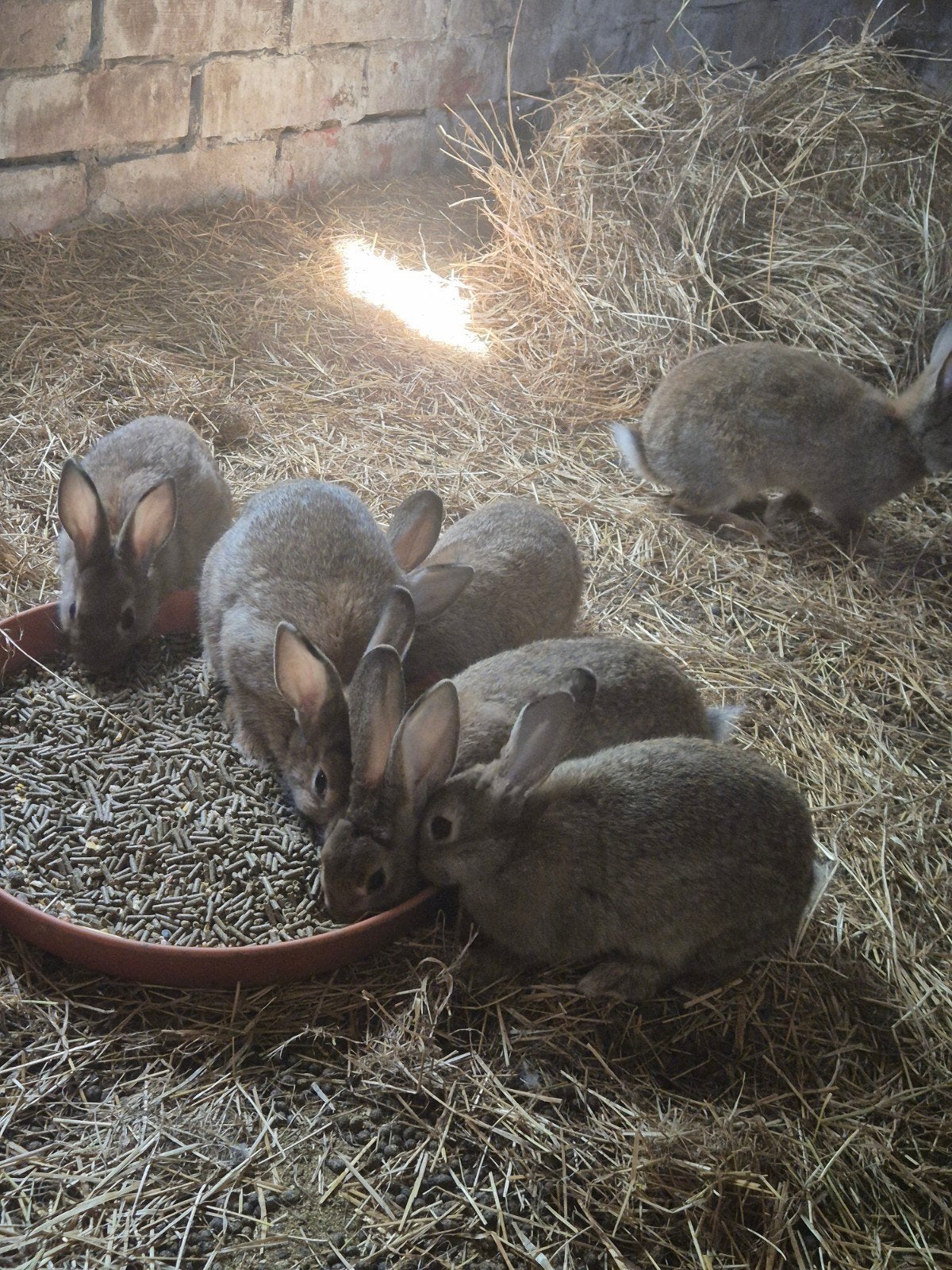 Steenkonijnen te koop, Dieren en Toebehoren