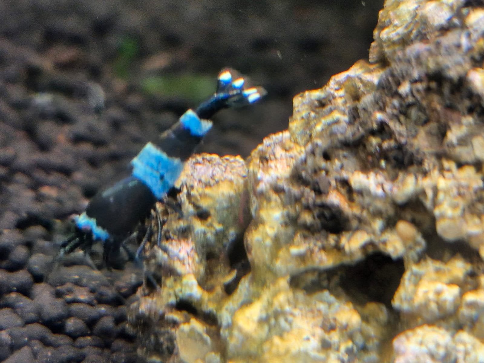 Blue Panda high grade garnalen blauw zwart. Caridina, Dieren en Toebehoren