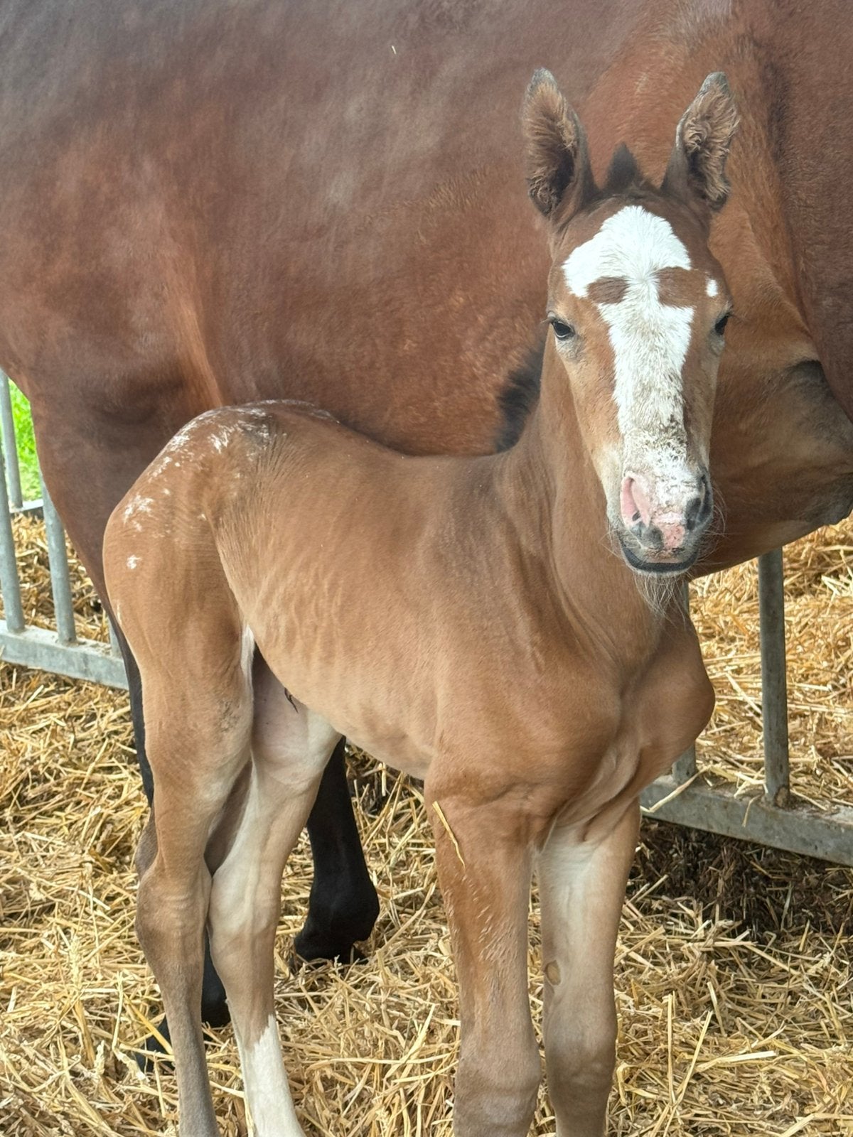 Knap appaloosa springgefokt merrie veulen, Merrie, M, 0 tot 2 jaar, Recreatiepaard