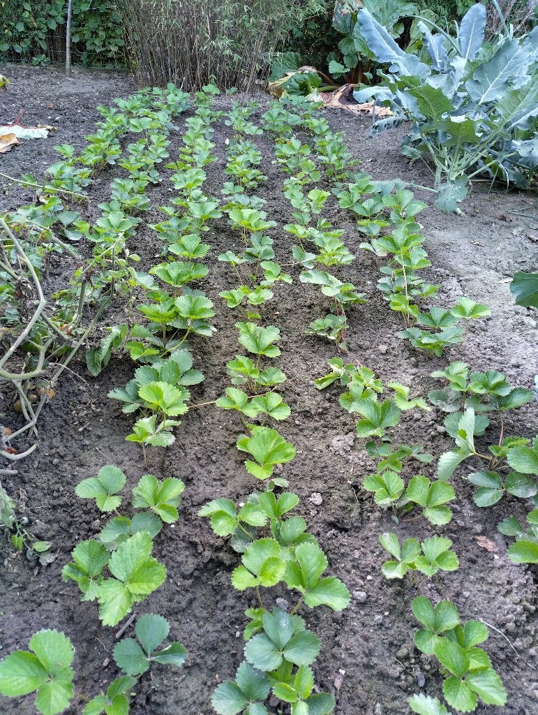 AARDBEIPLANTEN - Sonata, Ophalen, Volle zon, Tweejarig, Fruitplanten