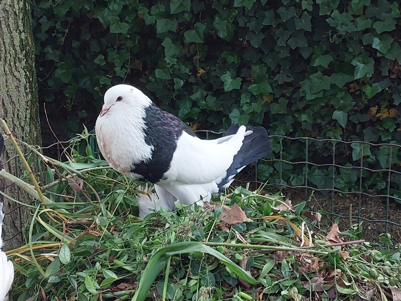 Gentse kroppers, Plusieurs animaux, Boulant