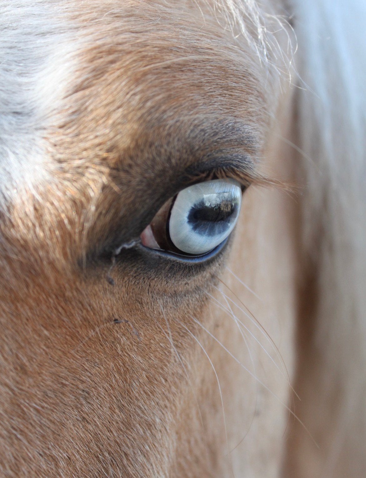 Prachtig Palomino merrie, Dieren en Toebehoren, Merrie, M