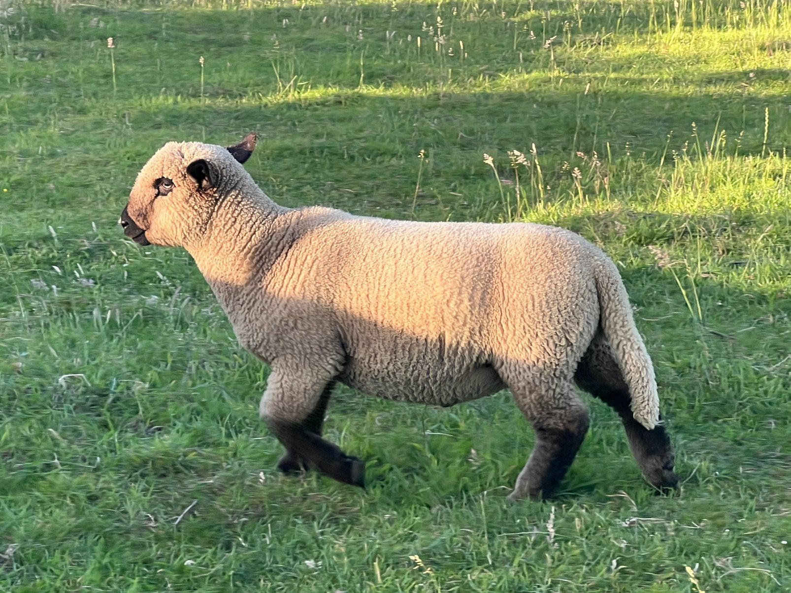 Hampshire down ramlam, Dieren en Toebehoren, Mannelijk, Schaap, 0 tot 2 jaar