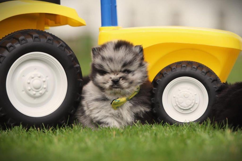 Dwergkees, Pomeriaan, Pomeranian pups, Parvo, België, Keeshond, 8 tot 15 weken