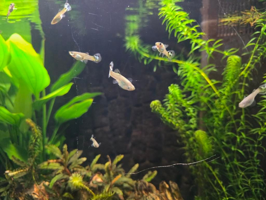 Guppy vrouwtjes, Dieren en Toebehoren, Vissen | Aquariumvissen