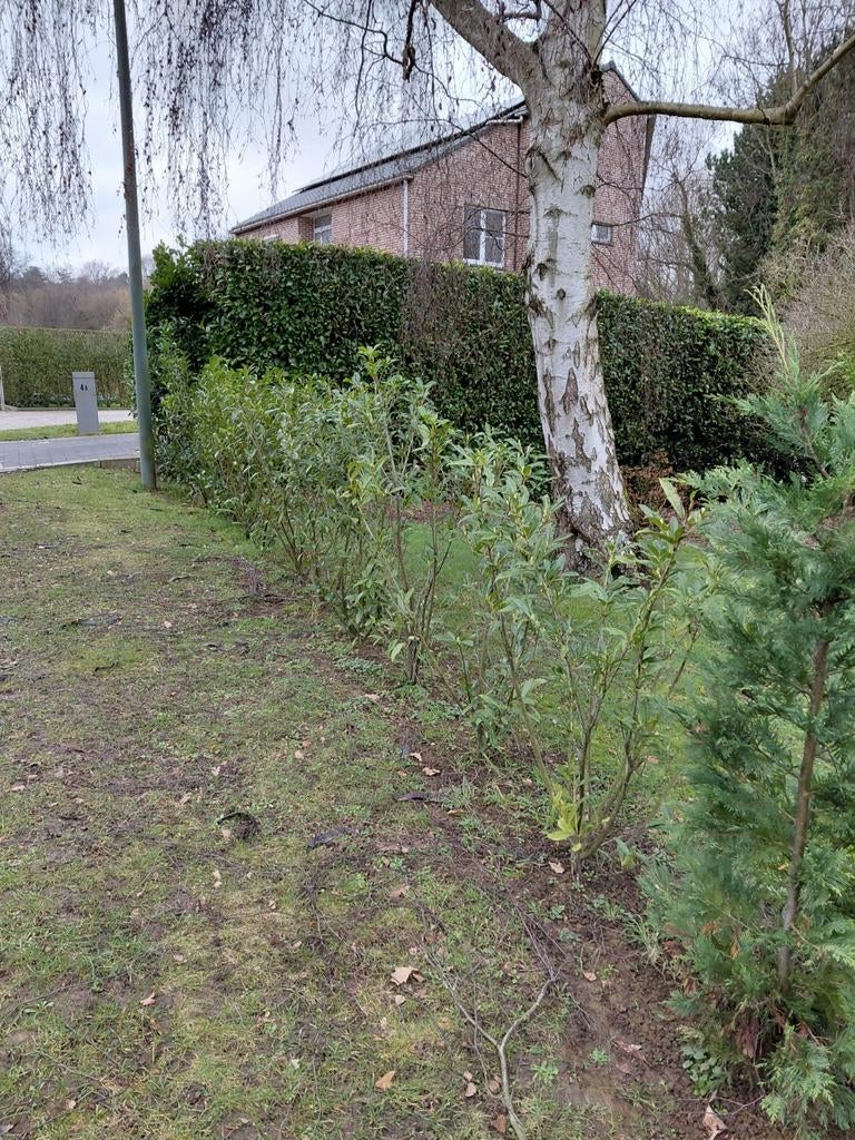 lauriere, Enlèvement