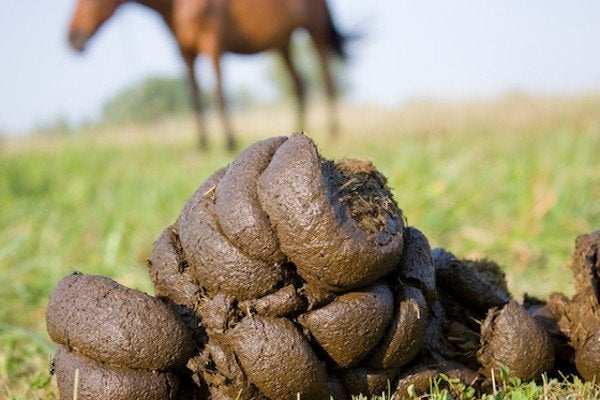 gratis paardenmest voor moestuin, Tuin en Terras, Ophalen, Mest