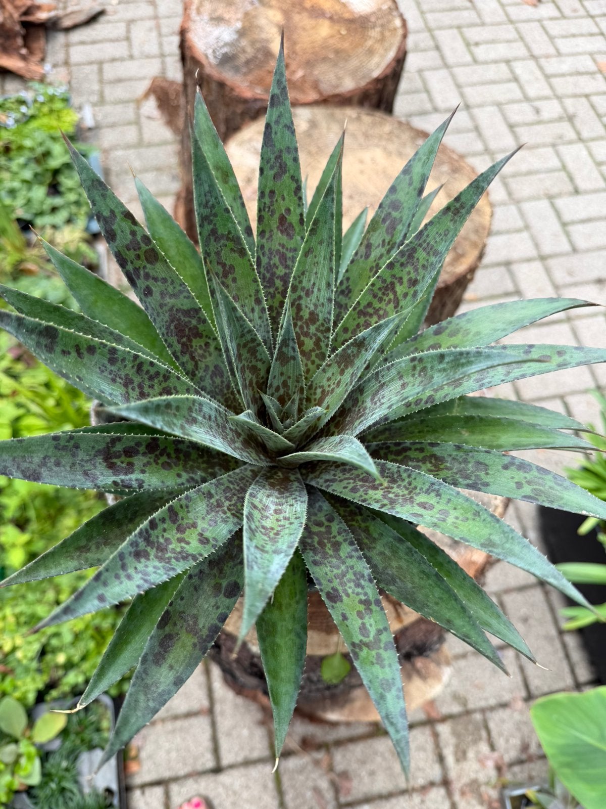 Mangave inktblot en lavendel, Ophalen
