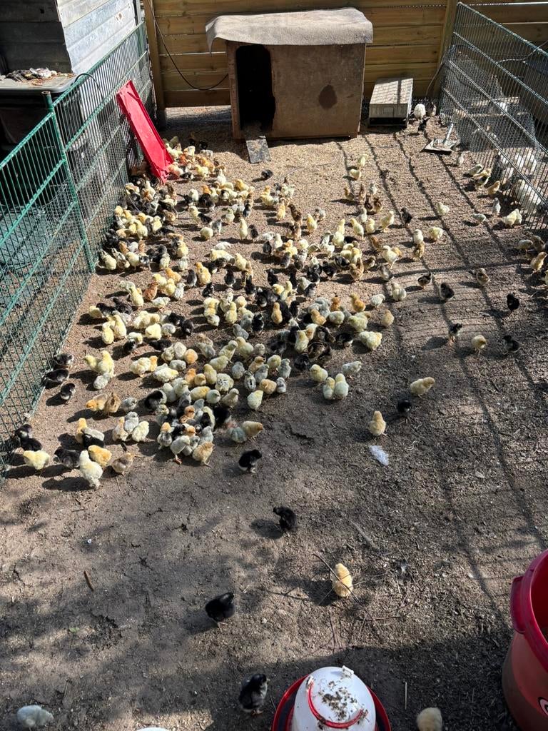 Kuikens te koop vanaf 3,50€