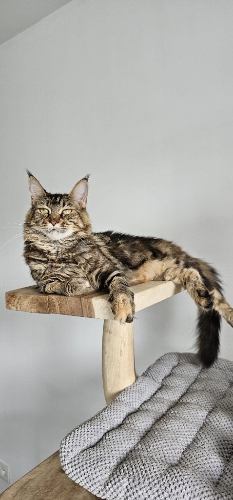 Herplaatsing Maine Coon poes met stamboom – volledig getest, Dieren en Toebehoren, Katten en Kittens | Raskatten | Langhaar, Poes