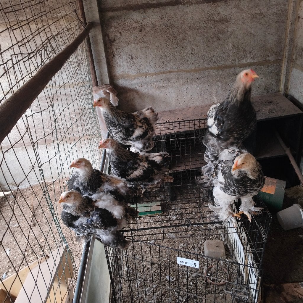 Brahma zalm blauw haan, Dieren en Toebehoren, Mannelijk, Kip