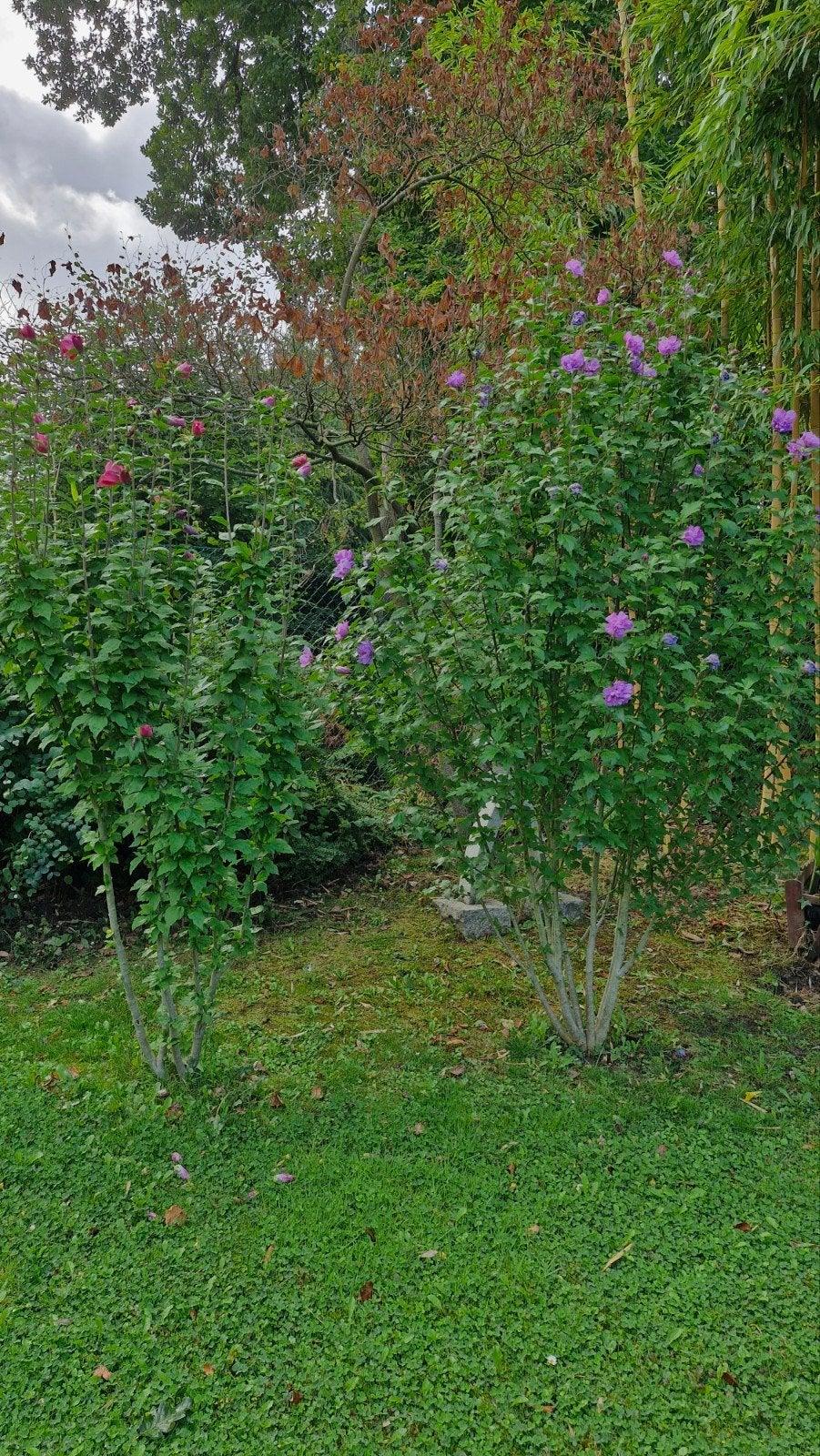 2 Plantes d'hibiscus, Jardin & Terrasse, Plantes | Jardin, Enlèvement