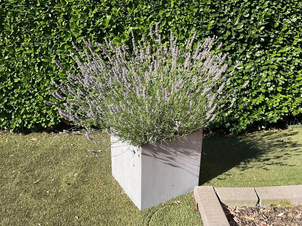 Lavendel in duurzame bloembak ! (60x60 vierkantig), Ophalen, Zo goed als nieuw