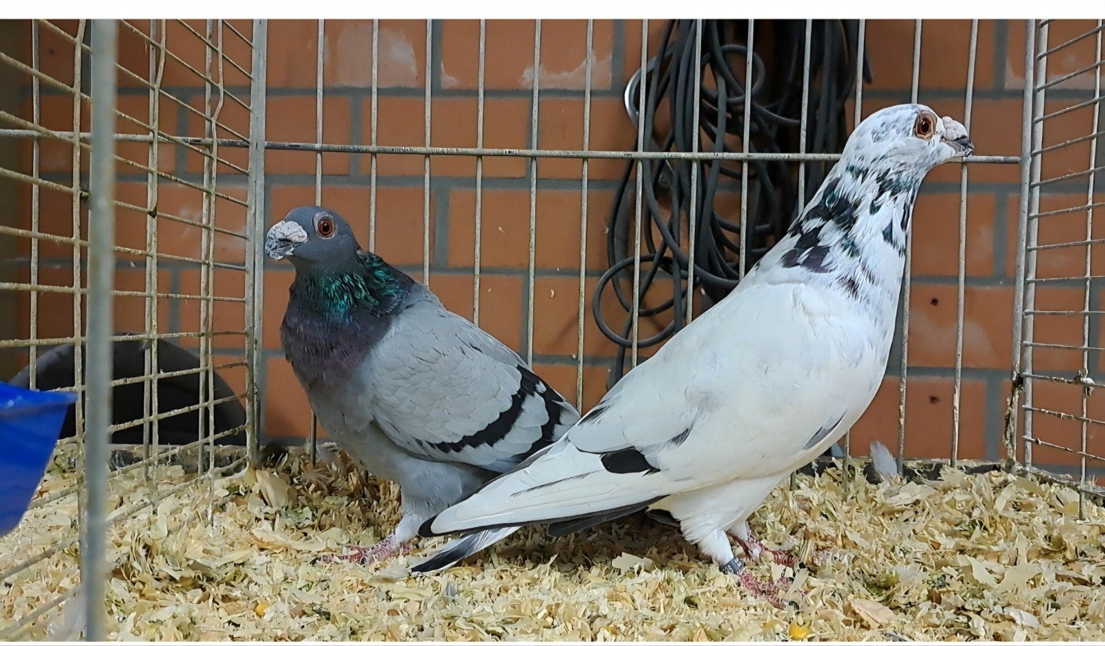 dragoon, Dieren en Toebehoren