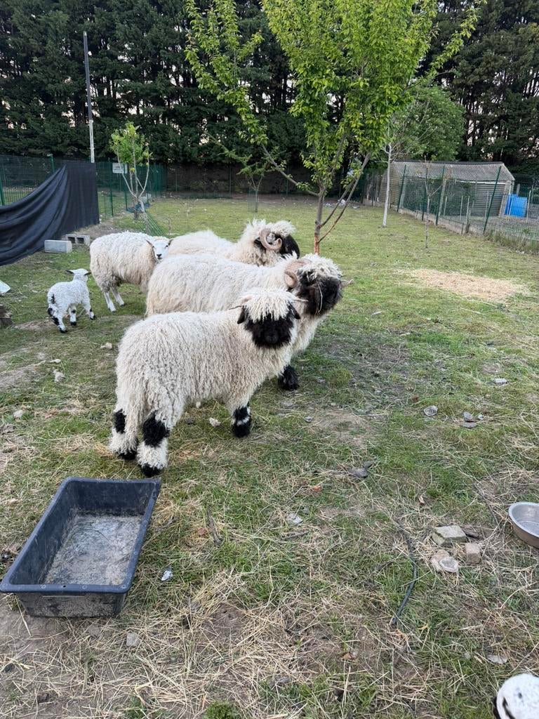 Walliser bok tekoop 4 maand oud, Dieren en Toebehoren, Ophalen
