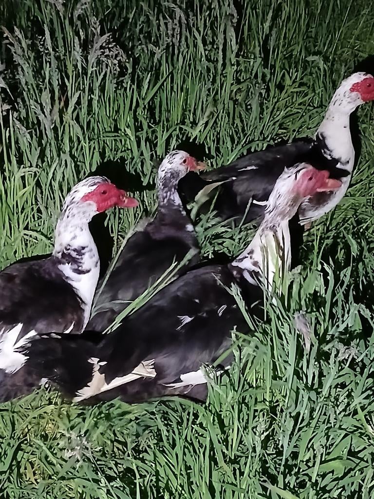 Barberie eenden 20 euro per stuk, Dieren en Toebehoren