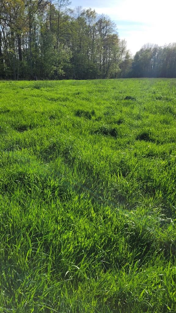 Weide te koop Puurs Sint-Amands Bornem Buggenhout Opdorp, Dieren en Toebehoren