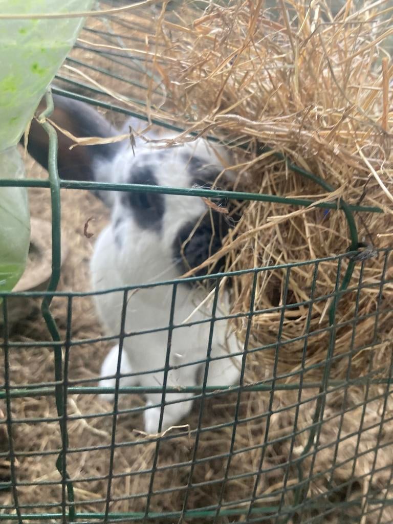 Vlamse reus, Dieren en Toebehoren, Konijnen