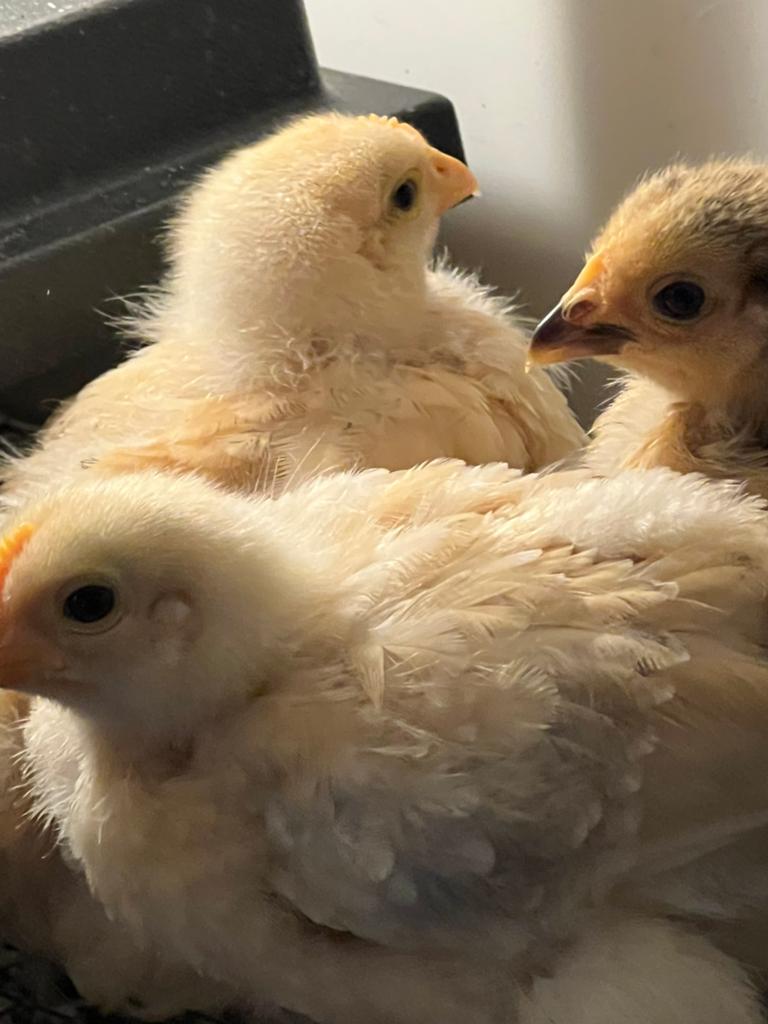 Gratis kriel haantjes, Dieren en Toebehoren, Pluimvee
