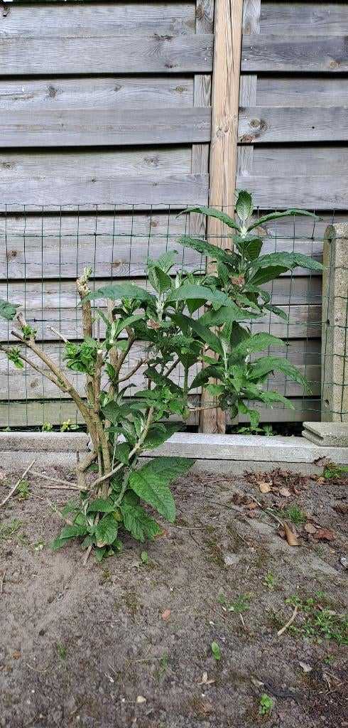 Vlinderboom  pink  - vaste plant - winterhard, Ophalen, Vaste plant