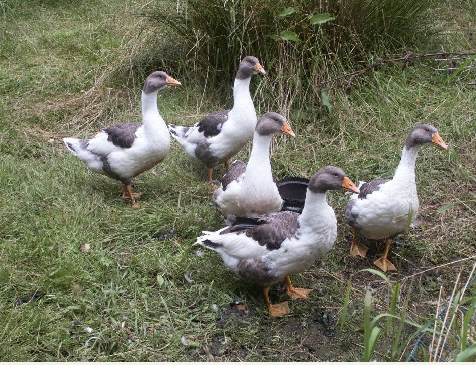 Gezocht Vlaamse gans, Animaux & Accessoires, Volatiles