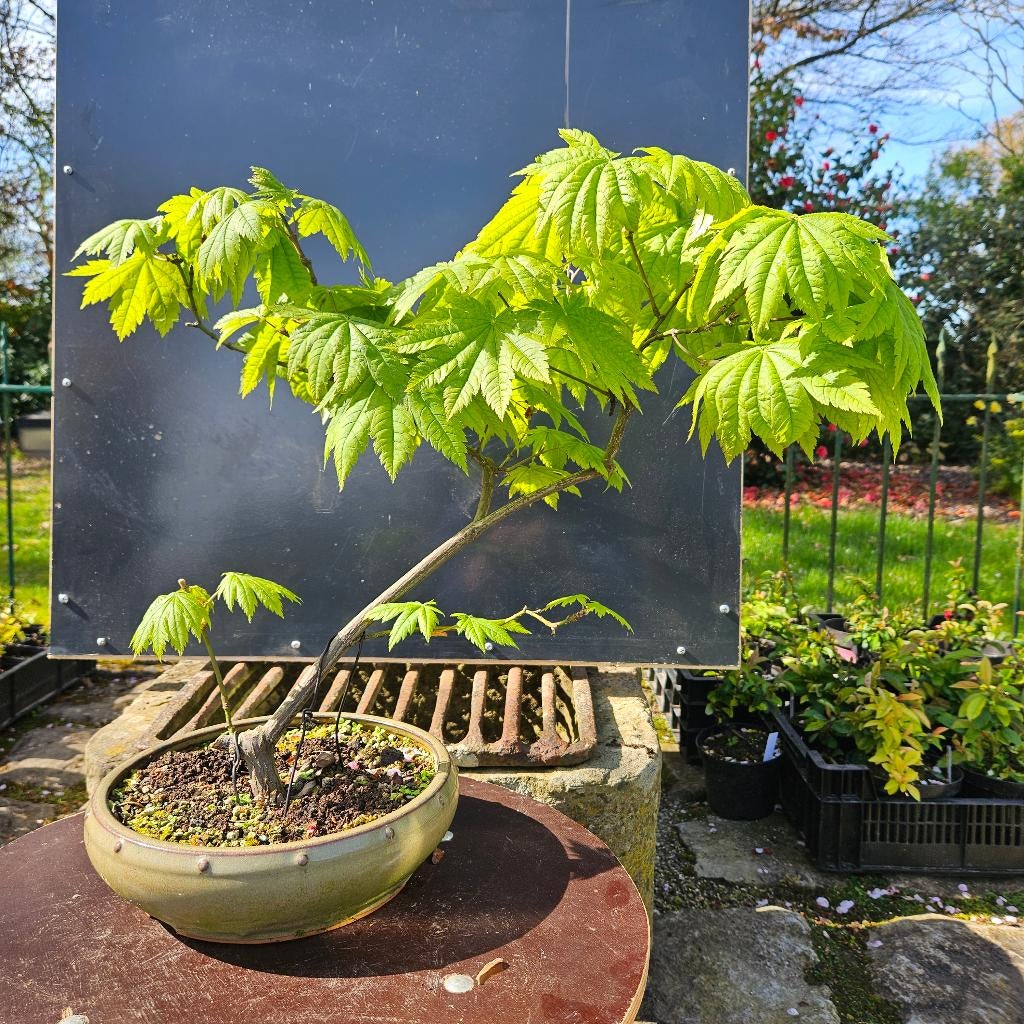 Acer japonica 'Vitifolia' Bonsai, Tuin en Terras, Planten | Bomen, Ophalen