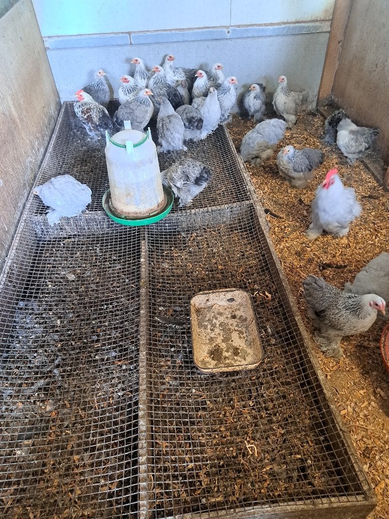poulets d'ornement, Animaux & Accessoires