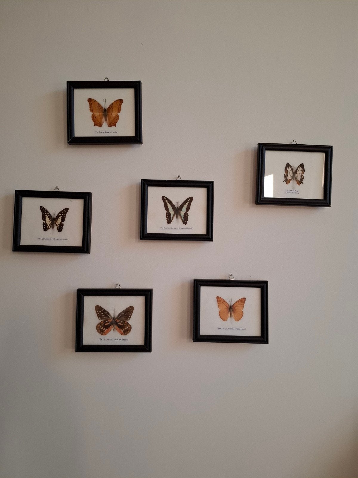 6 kaders met vlinder, Ophalen of Verzenden