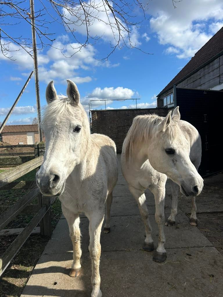 Verzorgpaard / Halve Stal Gezocht, Dieren en Toebehoren, Niet van toepassing, Meerdere dieren, 11 jaar of ouder, Recreatiepaard