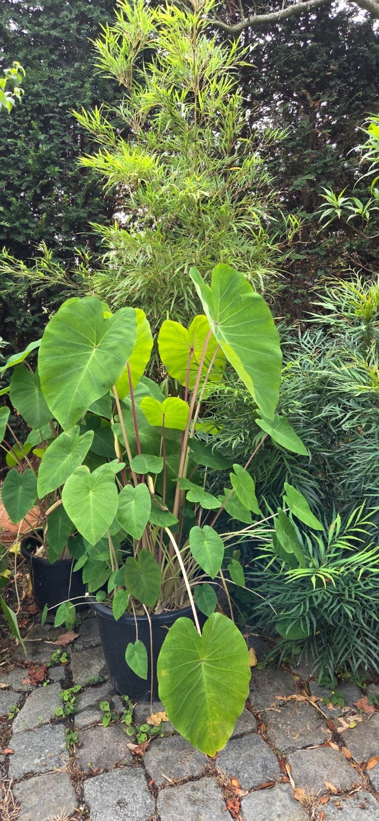 Olifantenoor. Colocasia 'Pink China'. Winterhard., Tuin en Terras, Planten | Tuinplanten, Ophalen