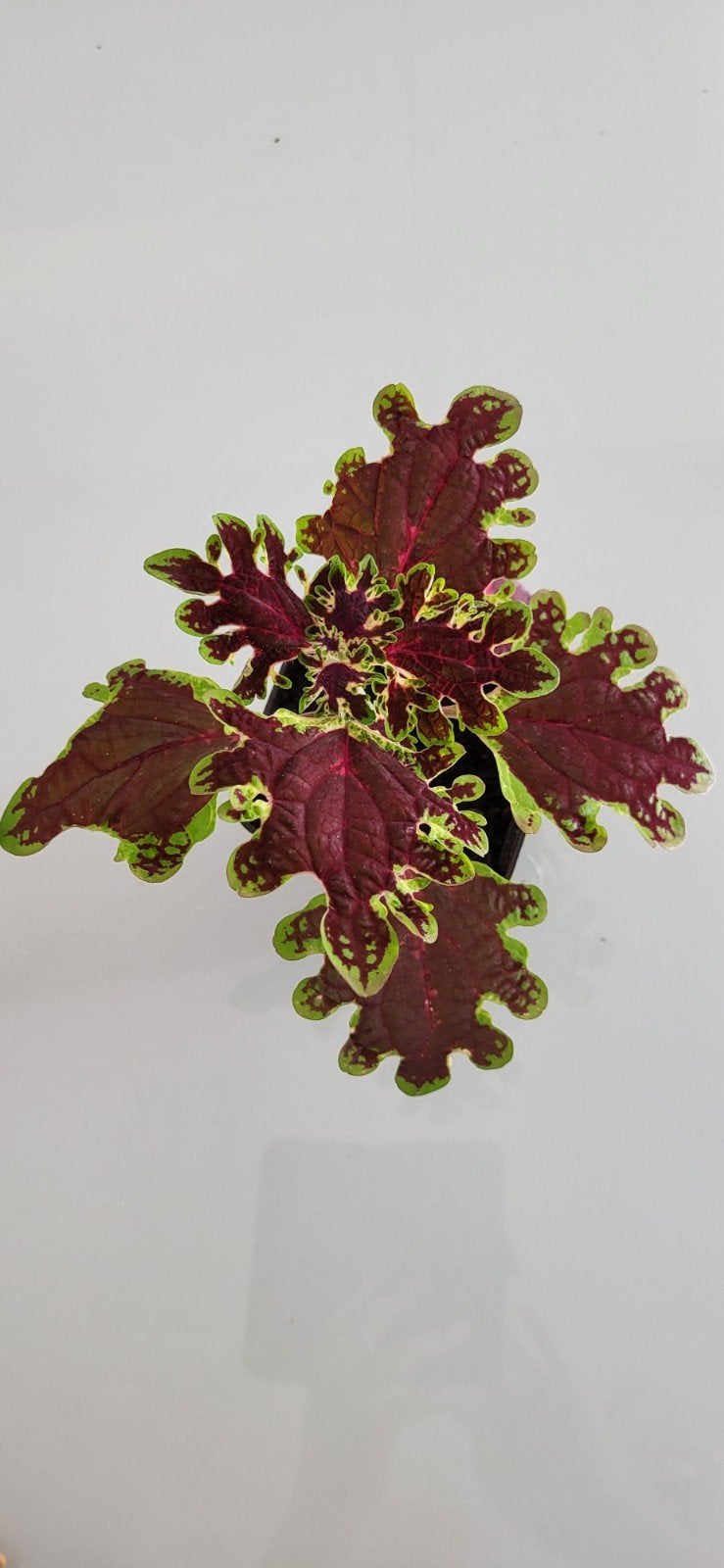 coleus, Enlèvement