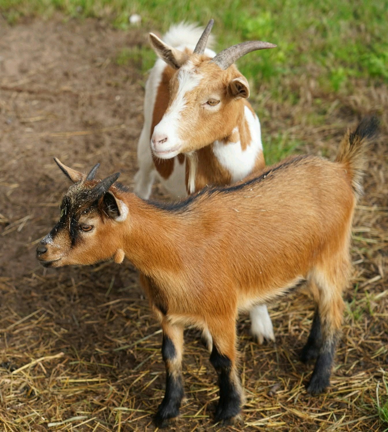 dwerggeit met dochter, Dieren en Toebehoren, Vrouwelijk, Geit, 0 tot 2 jaar