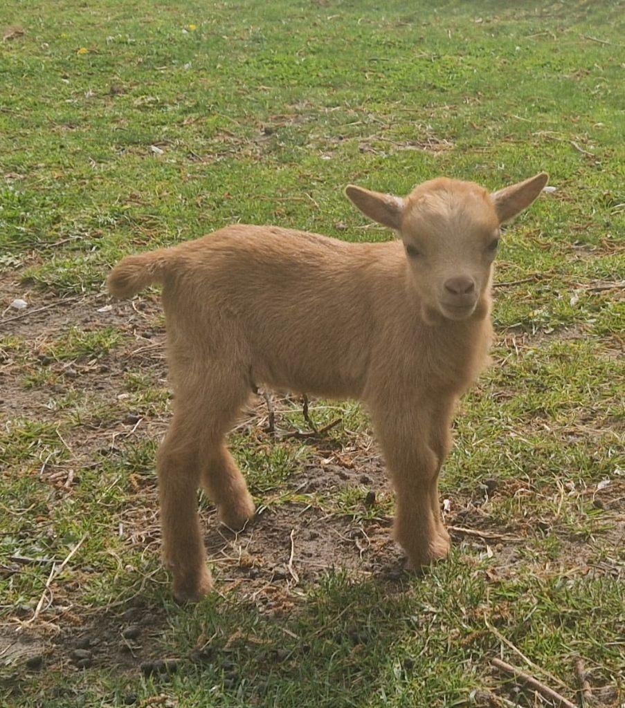 Lieve dwerggeitjes, Dieren en Toebehoren, Schapen, Geiten en Varkens, Mannelijk, Geit, 0 tot 2 jaar