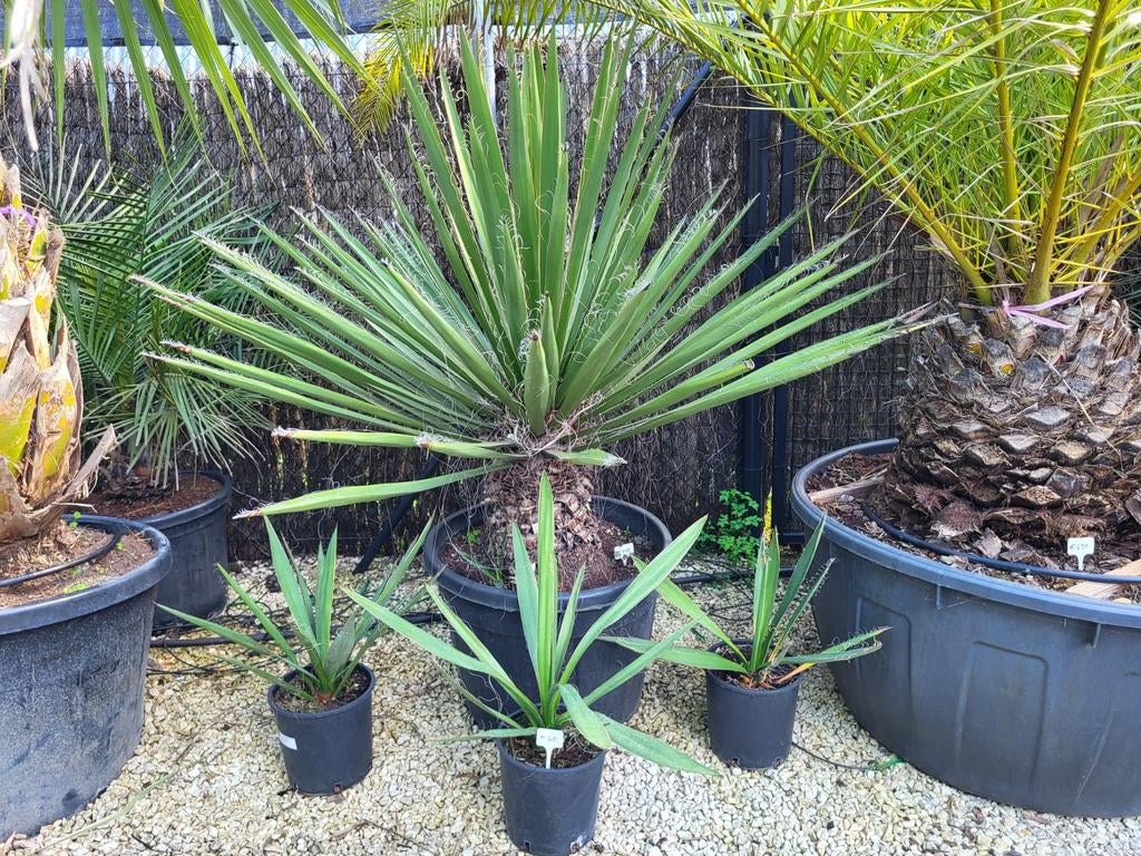 Petit yucca Faxoniana, 40 cm de haut, Enlèvement