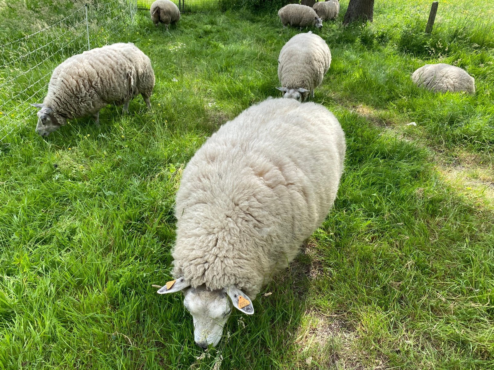 Lot schapenwol 32 kg van Texelschapen, Dieren en Toebehoren, Schaap