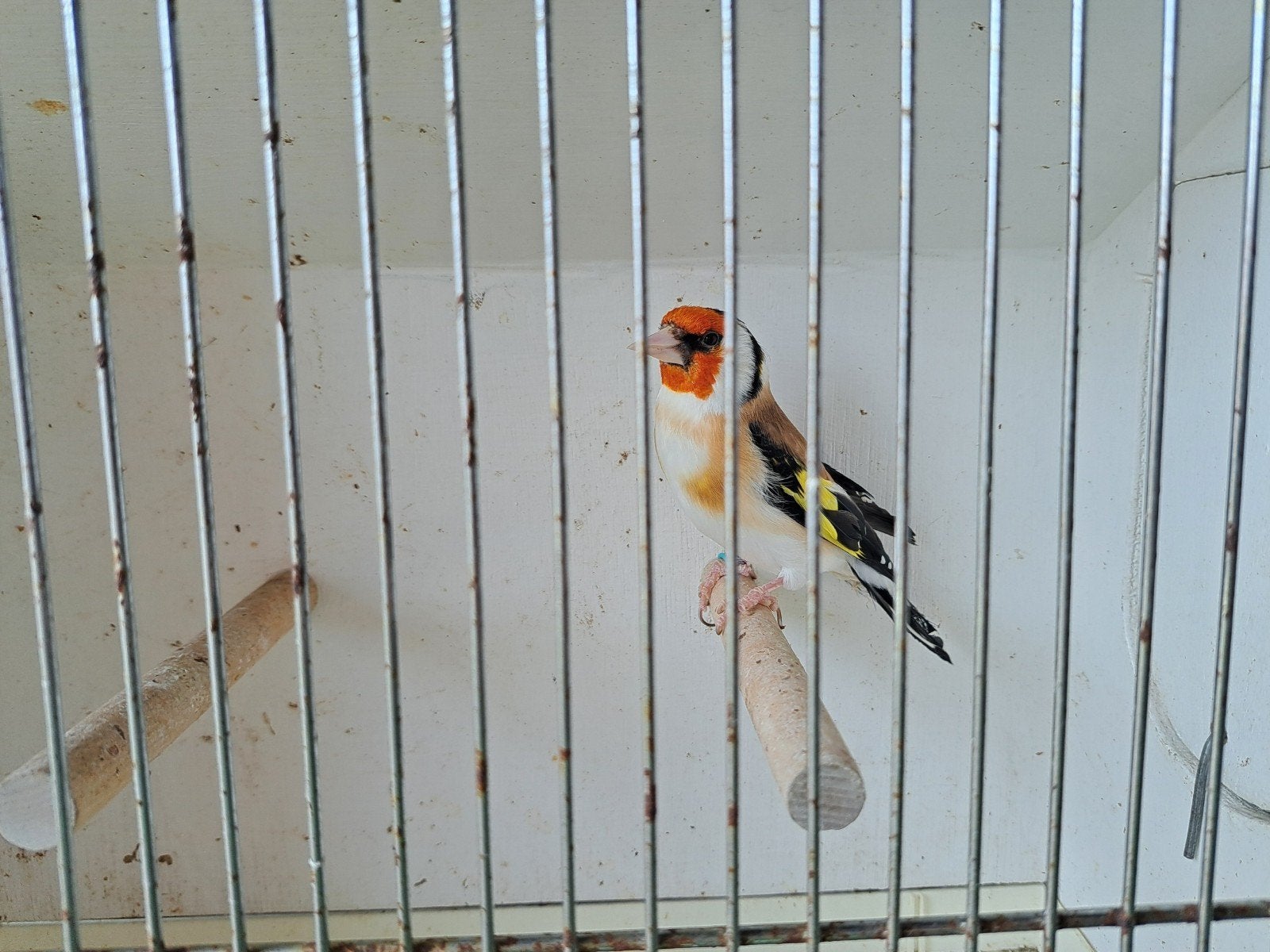 Distelvink, Mâle, Oiseau chanteur sauvage, Bagué