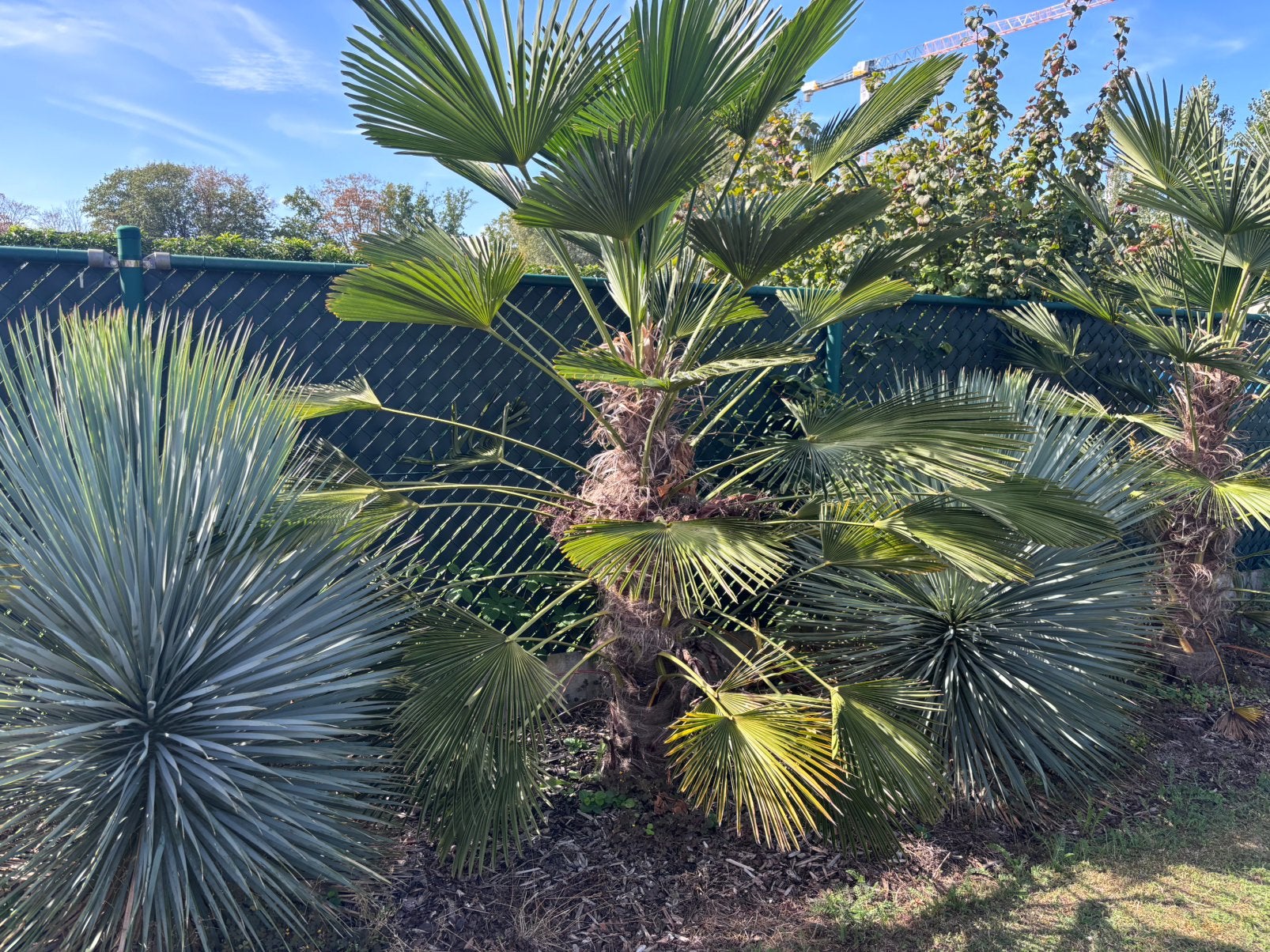 4x Trachycarpus fortunei - stam 60-100cm, Jardin & Terrasse, Plantes | Arbres, 100 à 250 cm, Plein soleil, Enlèvement, Été