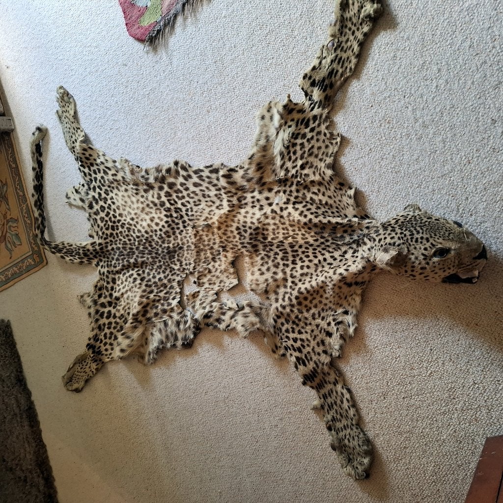 Dierenvel met kop, Verzenden, Gebruikt, Wild dier, Overige typen