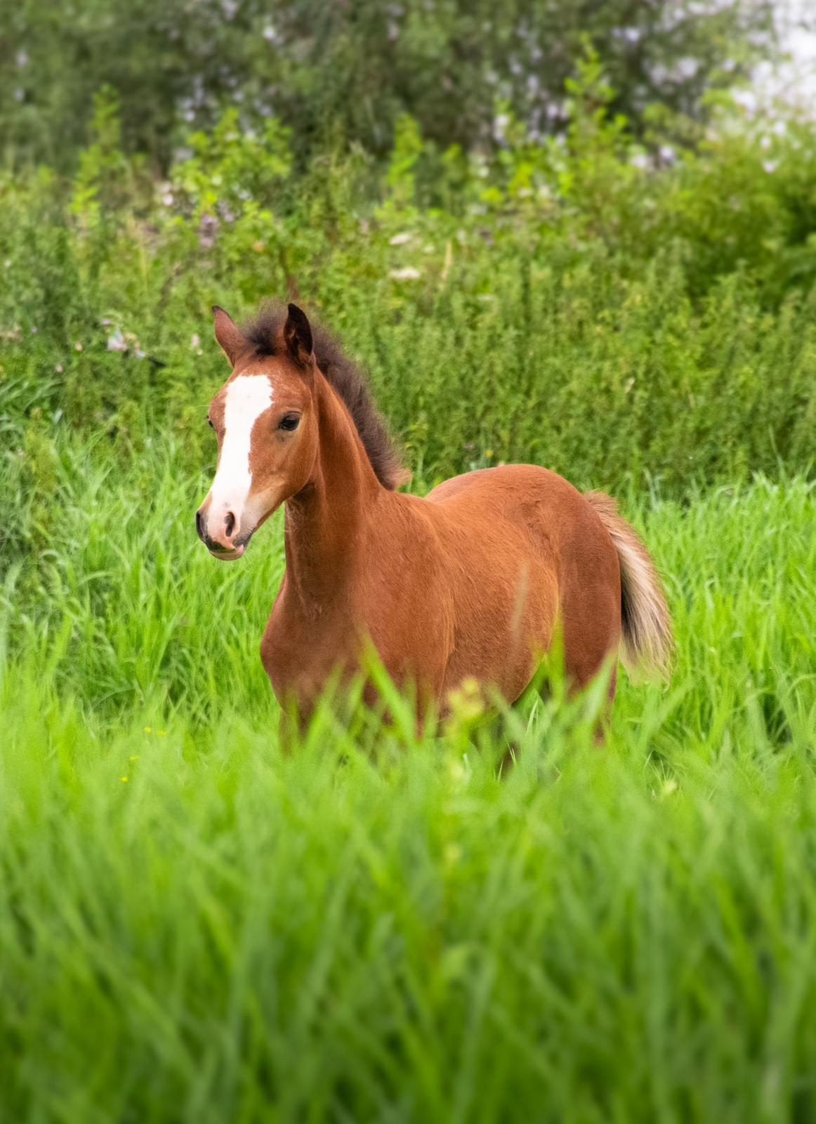 2-JARIGE PONY  MERRIES, Dieren en Toebehoren, Merrie, Met stamboom, Springpony, 0 tot 2 jaar