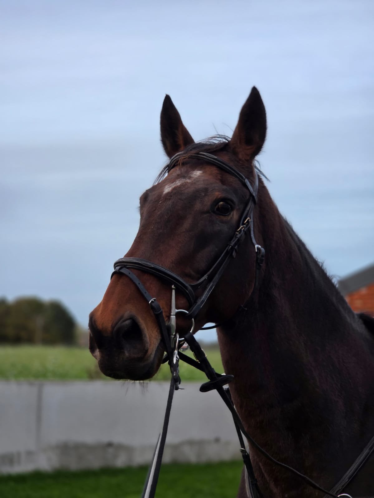 Zora, Animaux & Accessoires, Chevaux, Jument