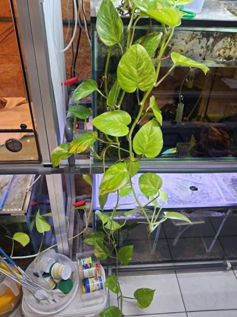 Pothos - Drakenklimop (moederplant), Ophalen, Zo goed als nieuw, Plant(en), Steen of Hout